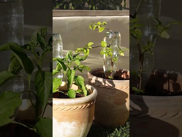 The trick to keeping your plants alive during summer  #diyprojects #gardeningtips #gardenplants