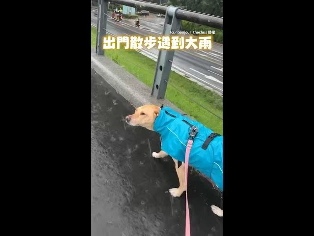 【看得到路嗎？】出門遇大雨汪眼睛睜不開　媽忍不住狂笑XD #Shorts
