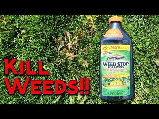 Kill Weeds in Your Yard