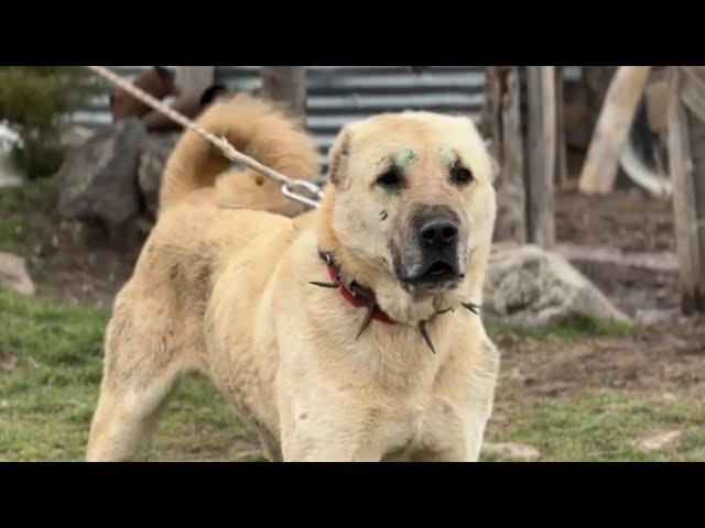 BEAR, PIG AND WOLF HUNTER KANGAL DOGS !!! ALL WITH VIDEO PROOF | ACTION-PACKED MOMENTS