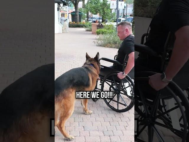 German Shepherd Service Dog Training for Owner in Wheelchair