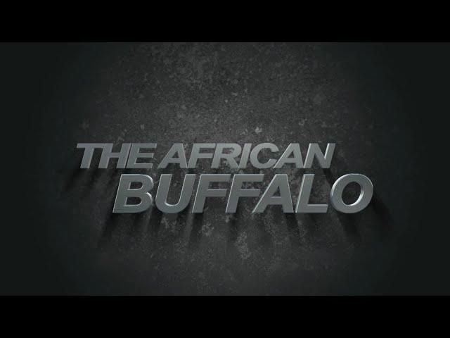 001 The African Buffalo mov