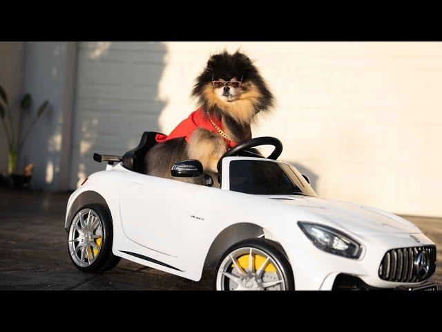 Compilation of Mocha Pom Shorts August 2024 | Cute Dog Videos