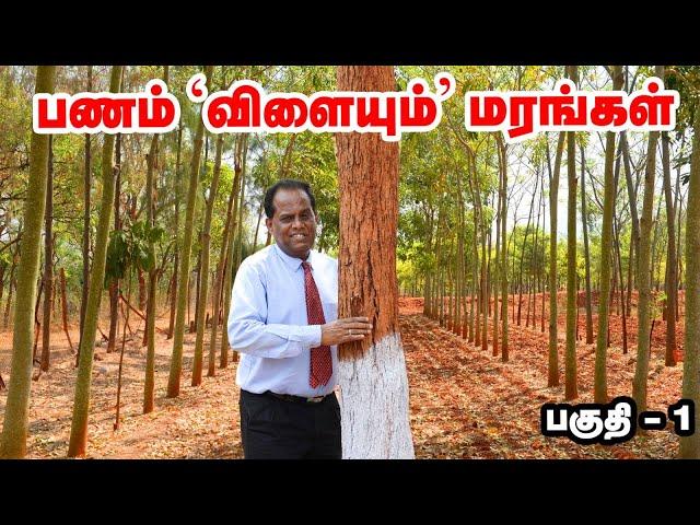 Tree Farming : பணம் 'விளையும்' மரங்கள்  பகுதி - 1 | Pasumai Vikatan