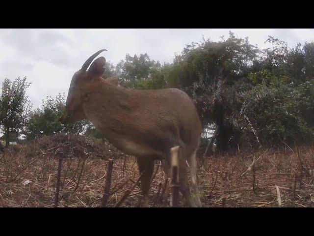 Wildlife watch at Thrive Reading