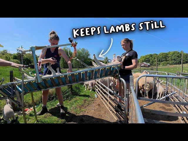 Tail docking lambs. This is how we do it.