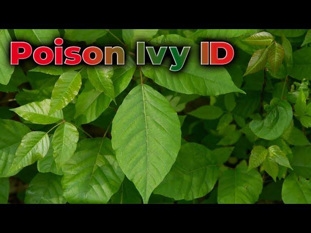 Poison Ivy ID