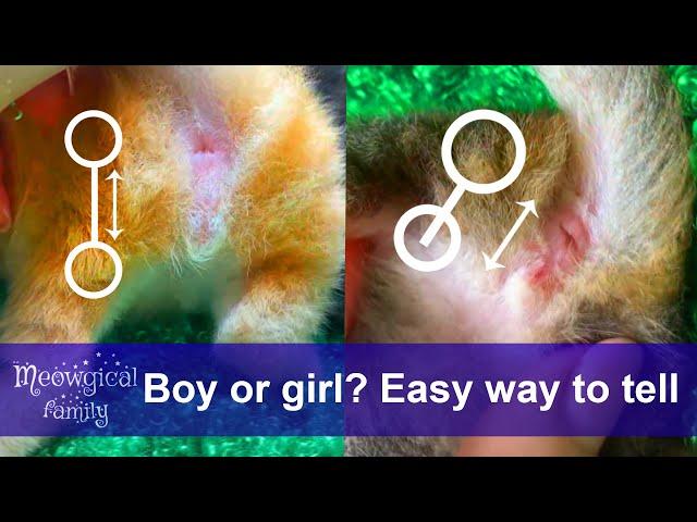 How to tell if a kitten is female or male? Easy way! ️