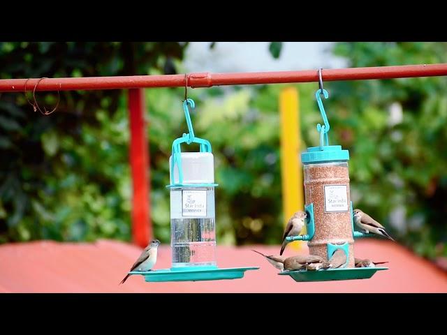 Ami Jivdaya Feeder. Bird feeder and water feeder.