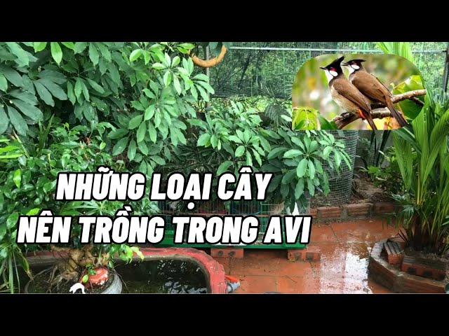 Trồng cây gì trong Avi mà chim không vặt lá?