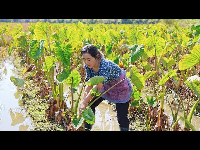 Taro Feast | There are unexpected things in life, but we can always find a way to heal ourselves.