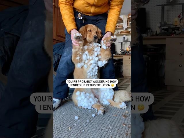 The happiest day of Pacha’s life ️