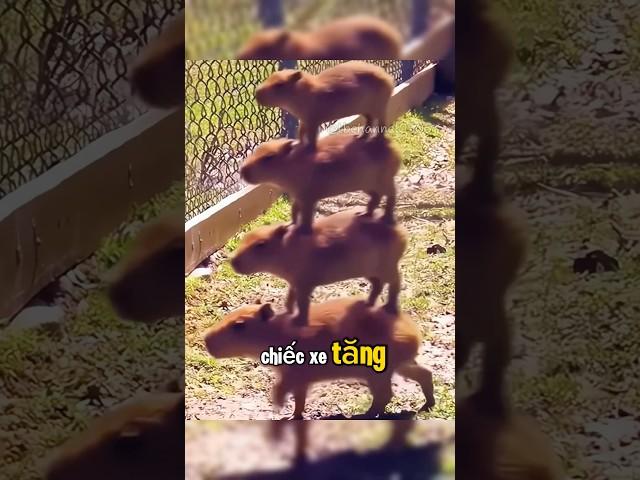 CAPYBARA HÀI HƯỚC P1 #capybara #chuotlang