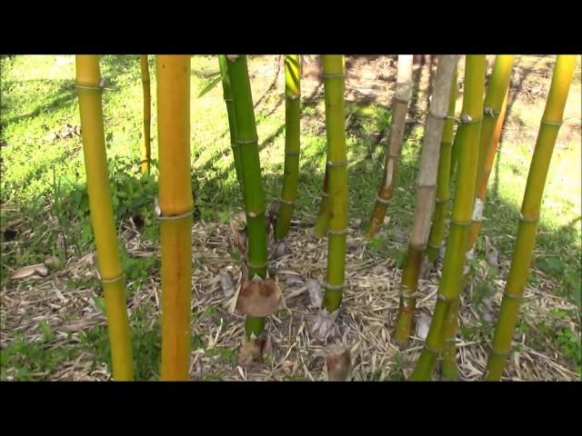 An Outstanding Clumping Non-Invasive Timber Bamboo - Bambusa Vulgaris