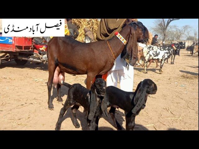 Faisalabad Bakra Mandi New Update||FM Animals||03006698284||28●May●2025