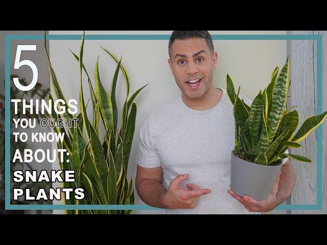 5 Things You Ought To Know About Snake Plants (Dracaena Laurentii)! Crucial Care Tips and More!