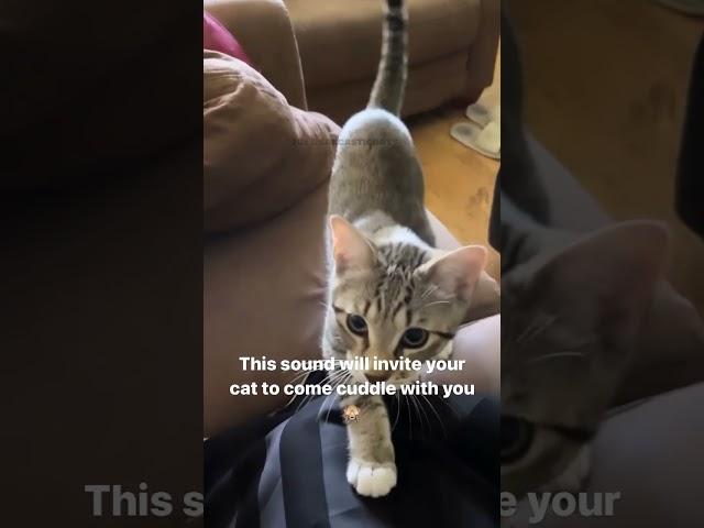 This sound will make your Cat come cuddle with you 