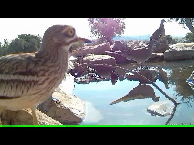 Stone-curlew (Burhinus oedicnemus), Eurasian Stone-curlew or simply the Stone-curlew / Τρουλλουρια