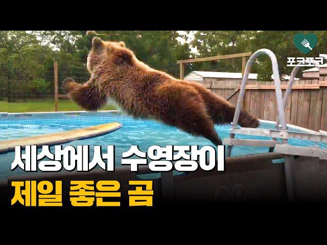 세상에서 수영장이 제일 좋은 곰