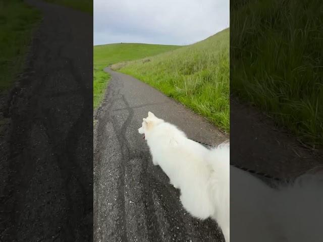 Dog friendly trail - Hiking with my fluffy dog  Bear #rescuedog #samoyed #husky #Bear #MomoBear