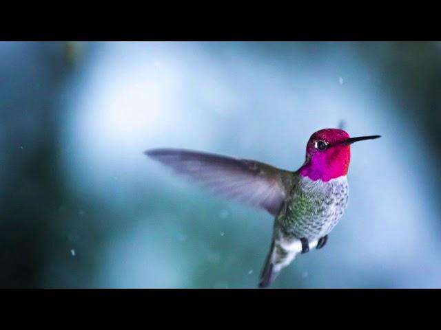 Hugo Caicedo - Colibri Dorado