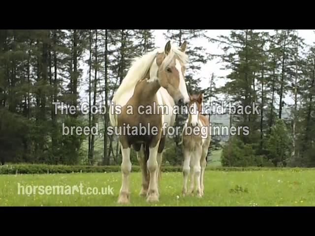 The Horsemart breed guide to Cob