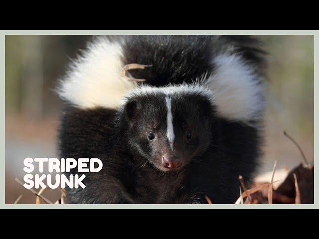 Skunk sounds - learn skunk noises! Mephitis mephitis