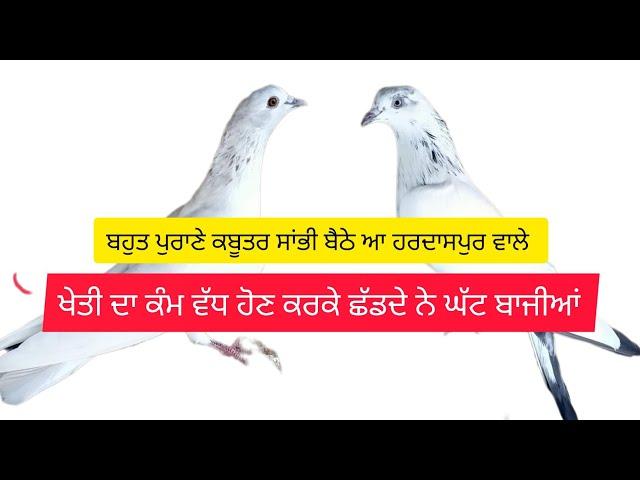 ਹਰਮਦਾਸਪੁਰੇ ਵਾਲਿਆਂ ਕੋਲ ਕਬੂਤਰ ਟੌਪ ਦੇ ਨੇ ਇੰਨੇ ਪੁਰਾਣੇ ਕਬੂਤਰ ਸਾਂਭਣੇ ਬਹੁਤ ਔਖੇ ਅੱਜ ਦੇ ਟਾਇਮ ਵਿੱਚ