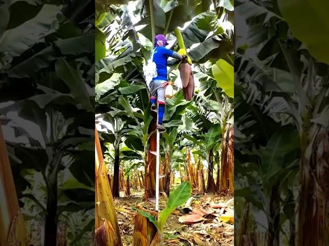 Banana Bagging Techniques #satisfying #shortsvideo