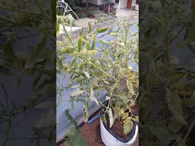 Cute tomato  plant in my garden#plants