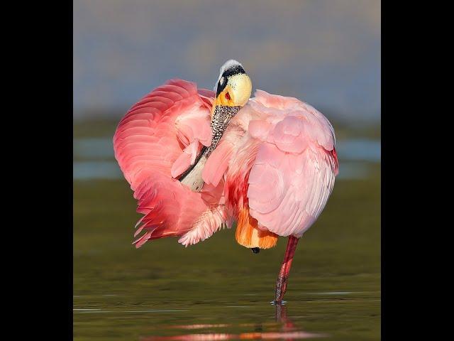 Photographing Fort DeSoto's Fall Wading Birds with Arthur Morris/BIRDS AS ART. Part I of III.