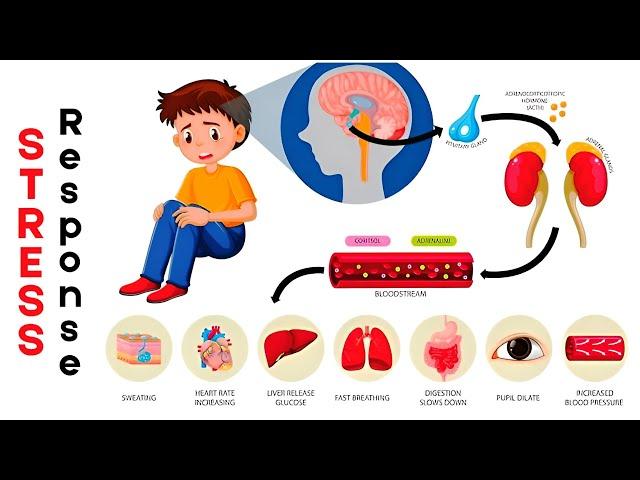 Understanding the Body’s Stress Response: Fight or Flight Explained