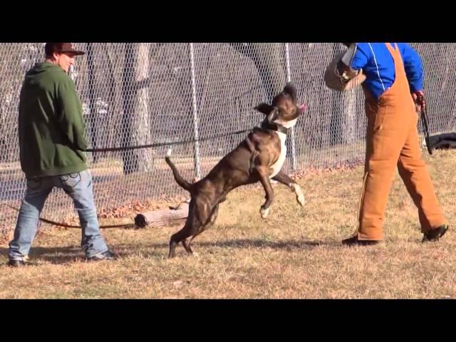 Albany Lou’s Fila Brasileiro “Hondo”