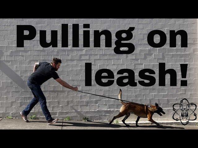 When is it OK? Pulling on leash explained!