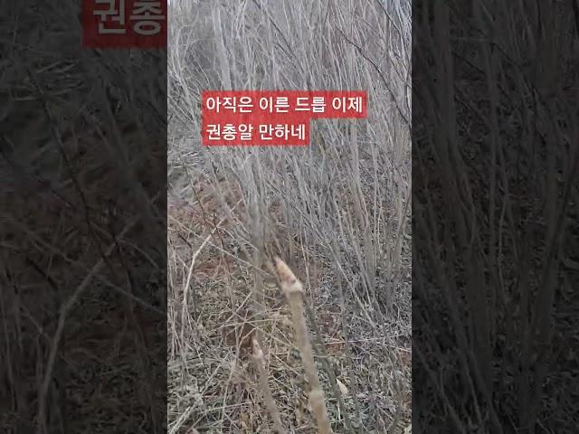 권총알 만한 두릅 앞으로 일주일 기다리세요 #파주아재#야생두릅#산행#두릅데치기#두릅나무