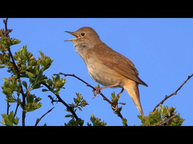 Ultimate Nightingale Birdsong For 4 Hours Of Relaxation