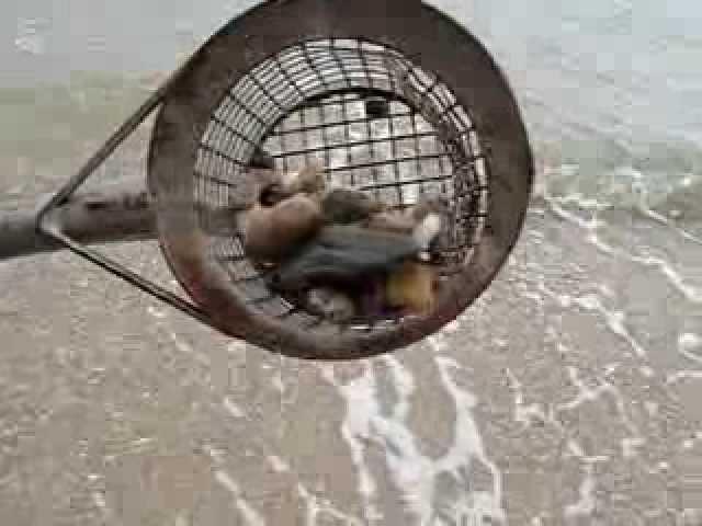 Pirate Metal Detector Field Test