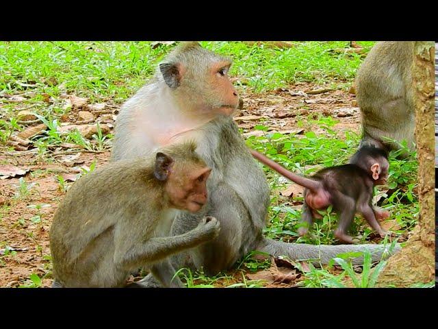 Bonita Cares for Baby Jinx: Devoted and Attentive Parenting| Monkey Cambodia Daily