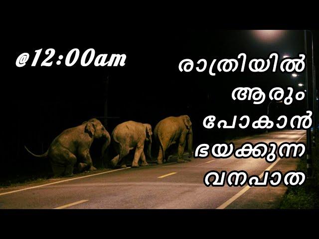 NIGHT DRIVE ON FOREST ROAD | PATHANAMTHITTA | KERALA | MALAYALAM VLOG | TRAVEL BLOG | ELEPHANT