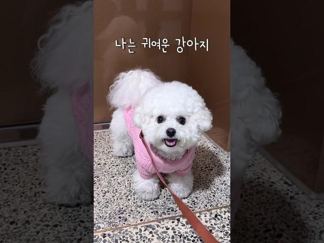 세상에서 가장 행복한 멈머! #shorts