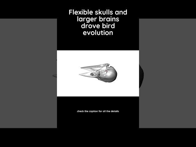 How big brains and flexible skulls led to the evolution of modern birds