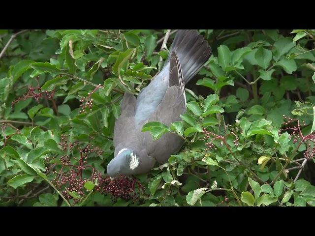 Wood Pigeon reaches too far