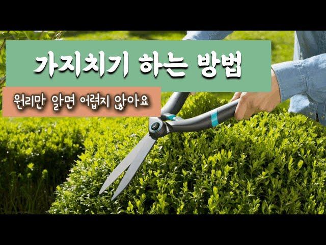 가지치기 원리 방법 / 전정 / 나무 수형 만드는 방법