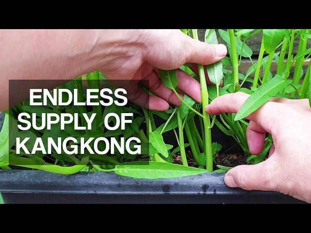 KANGKONG | How to harvest for endless supply over and over again