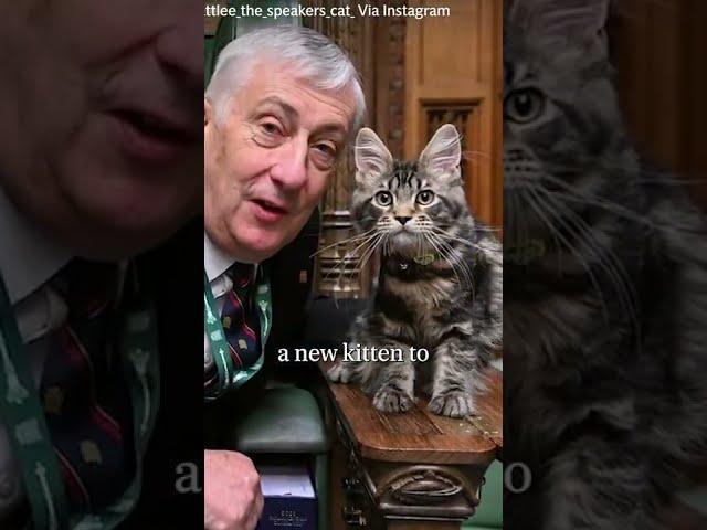 Larry the Cat: A deep dive