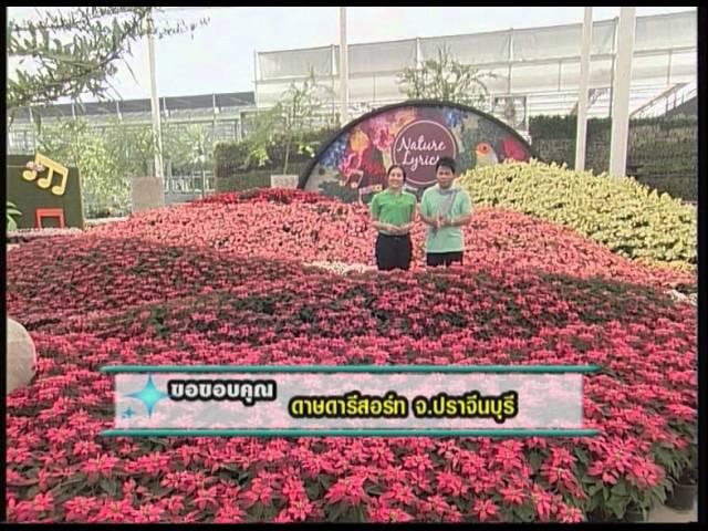 TOPLINE TV
