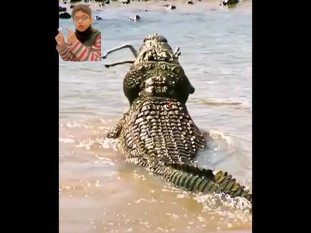 Crocodiles Catch whole herd of migrating Gazelle #reaction #ytshort #viral #gazelle #crocodile
