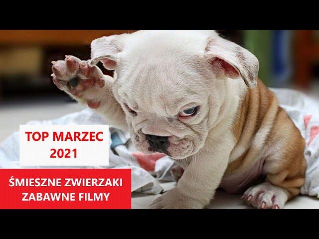 Śmieszne Zwierzęta | TOP MARZEC 2021 | Najśmieszniejsze Filmy Świata | KLUB ŚMIESZNYCH ZWIERZĄT