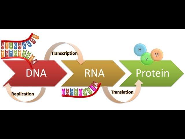 Central Dogma of life, Replication, Transcription, translation HD 2017