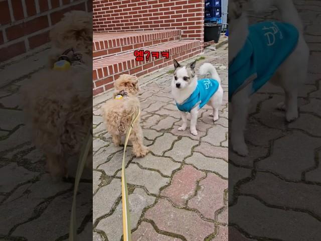 갑자기 왜그래?  #shorts #cutedog #옥웃짜 #하루 #일상